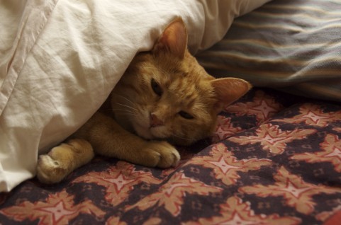 写真素材 足成：おやスニなさい。